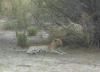 Leopard Resting After Mating